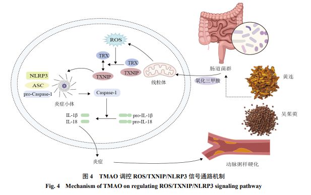 成都中医药大学： 茱萸丸抑制氧化三甲胺介导的ROSTXNIPNLRP3信号通路诱导血管内皮细胞焦亡